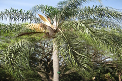 Syagrus romanzoffiana